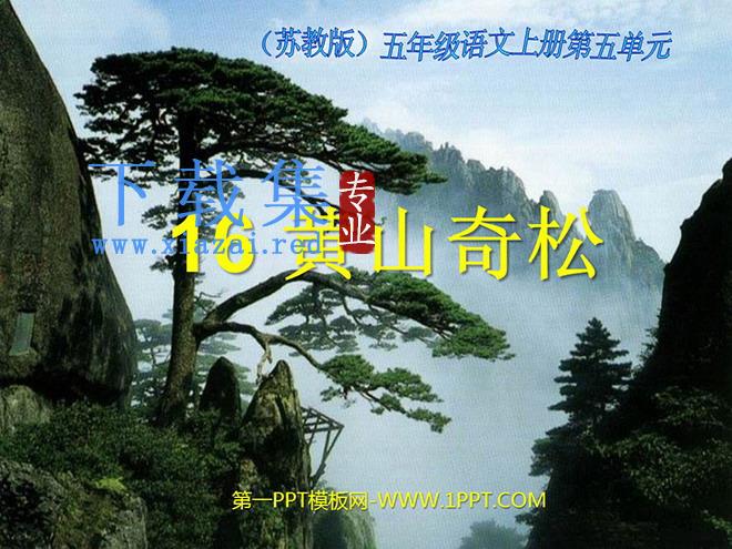 《黄山奇松》PPT课件2