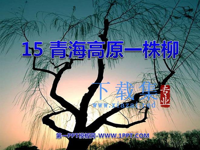 《青海高原一株柳》PPT课件2