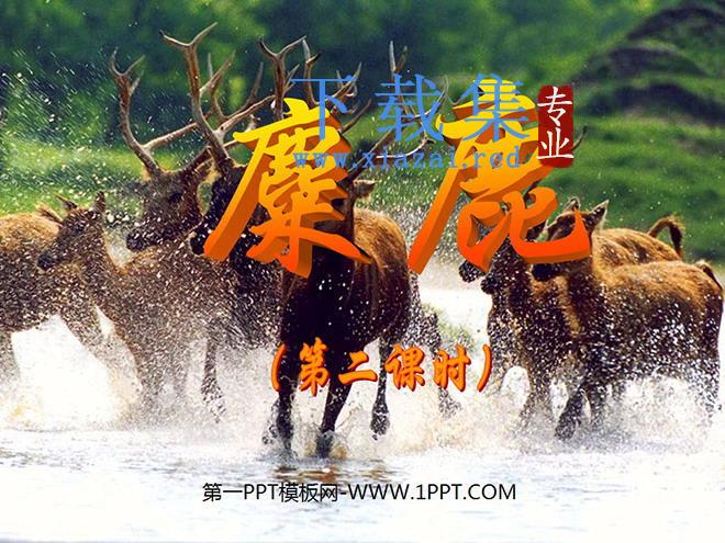 《麋鹿》PPT课件2