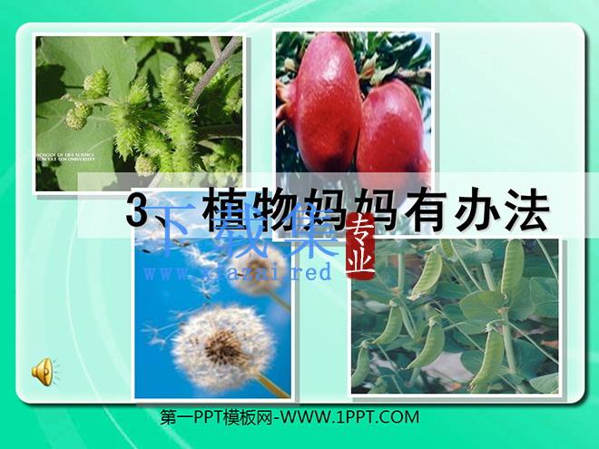 《植物妈妈有办法》PPT教学课件下载3