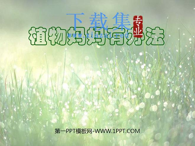 《植物妈妈有办法》PPT教学课件下载4