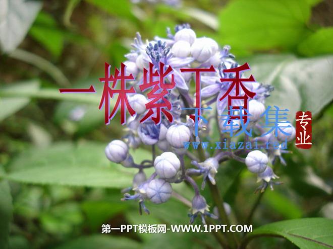 《一株紫丁香》PPT教学课件下载4