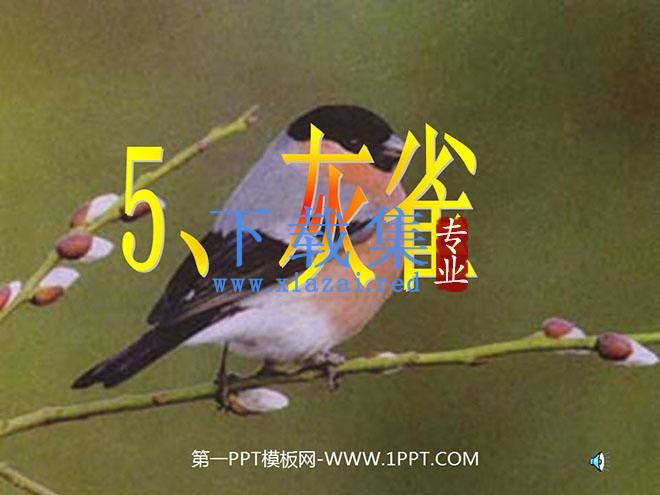 《灰雀》PPT教学课件下载3