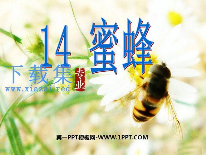 《蜜蜂》PPT教学课件下载3