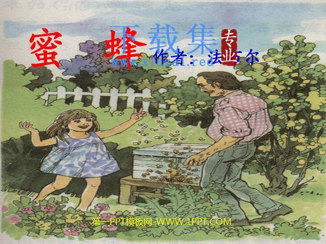 《蜜蜂》PPT教学课件下载4
