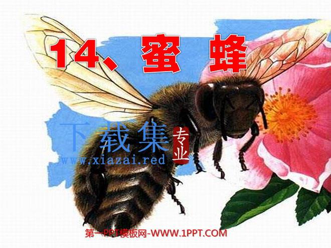 《蜜蜂》PPT教学课件下载6