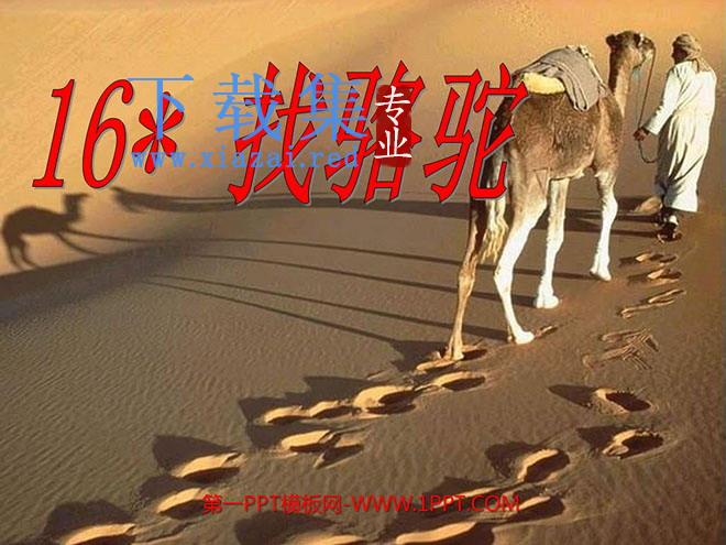 《找骆驼》PPT教学课件下载5