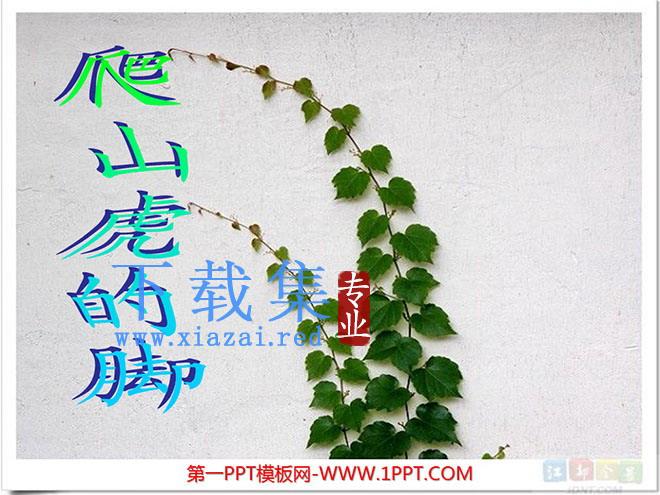《爬山虎的脚》PPT教学课件下载6