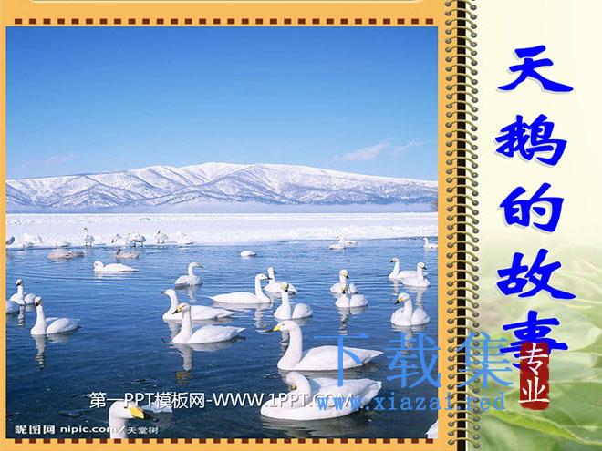 《天鹅的故事》PPT课件2