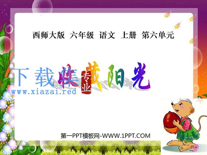 《收藏阳光》PPT课件2