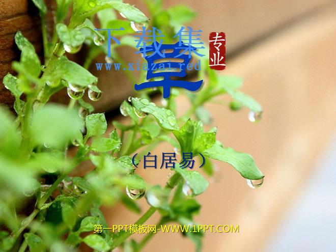 《草》PPT课件2
