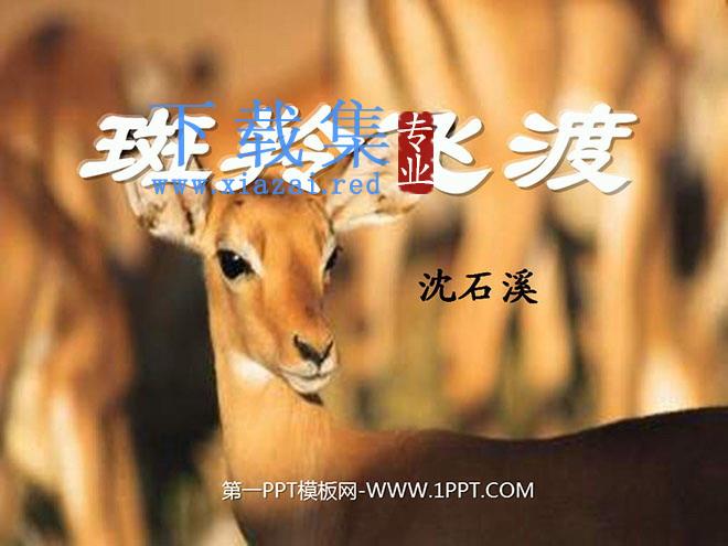 《斑羚飞渡》PPT课件3