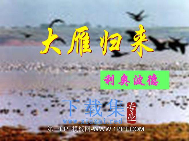 《大雁归来》PPT课件2