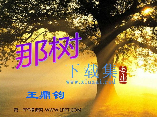 《那树》PPT课件2