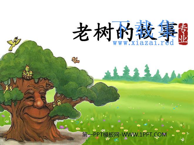 《老树的故事》PPT课件3