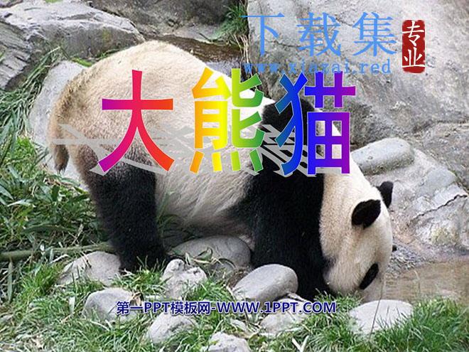 《大熊猫》PPT课件4