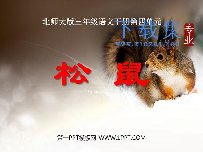 《松鼠》PPT课件2