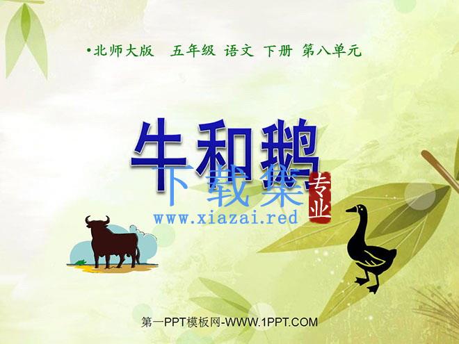 《牛和鹅》PPT课件2