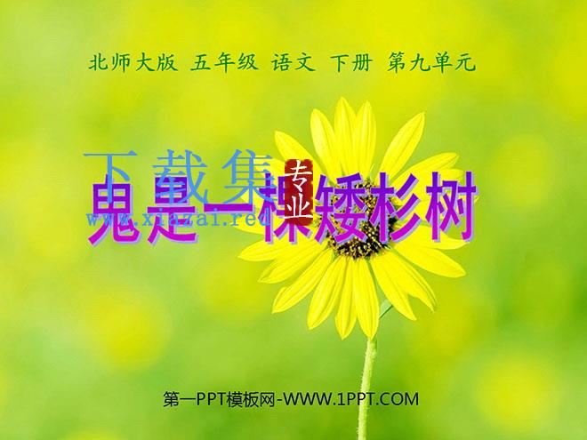 《鬼是一棵矮杉树》PPT课件