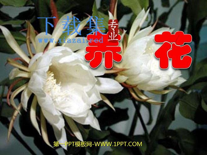 《养花》PPT课件