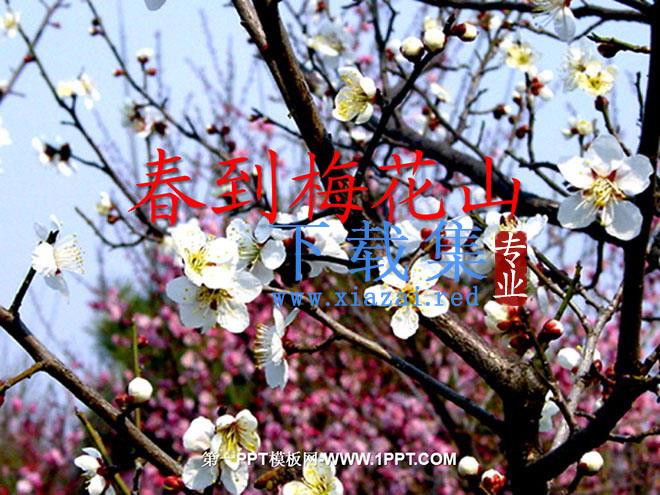 《春到梅花山》PPT课件