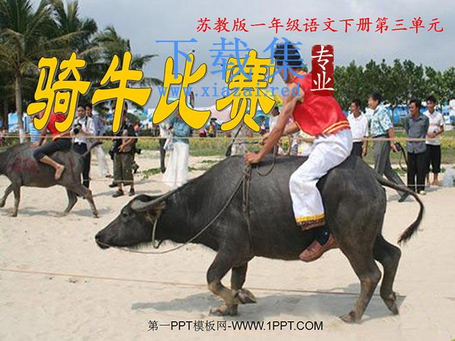 《骑牛比赛》PPT课件2