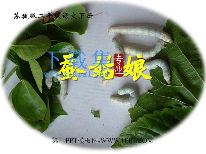 《蚕姑娘》PPT课件2