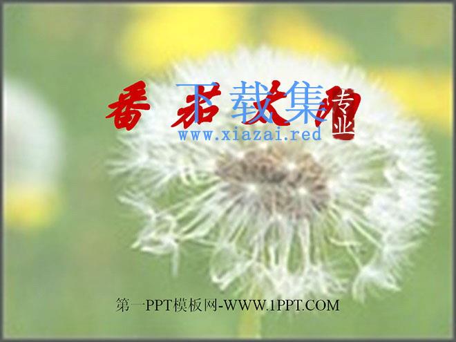 《番茄太阳》PPT课件