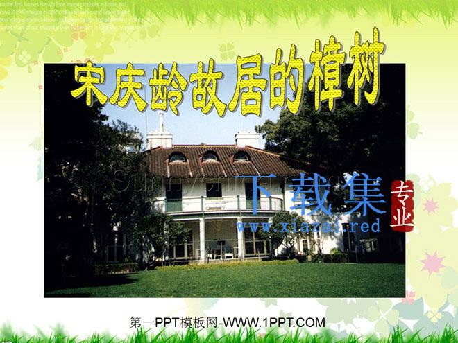 《宋庆龄故居的樟树》PPT课件