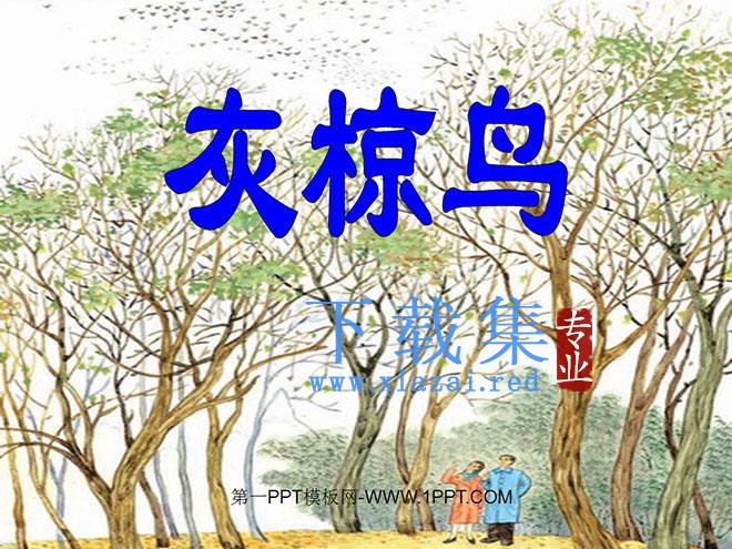 《灰椋鸟》PPT课件2