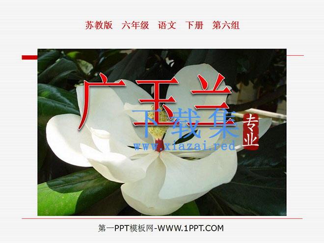 《广玉兰》PPT课件