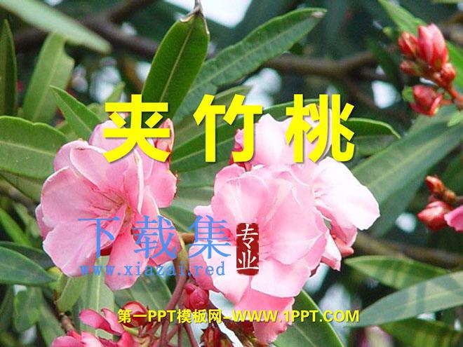 《夹竹桃》PPT课件5