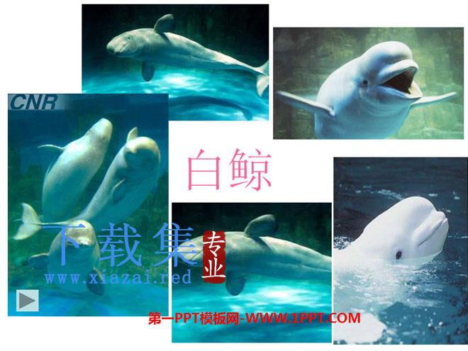 《白鲸》PPT课件