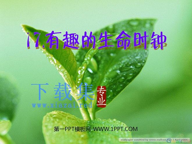 《有趣的生命时钟》PPT课件2