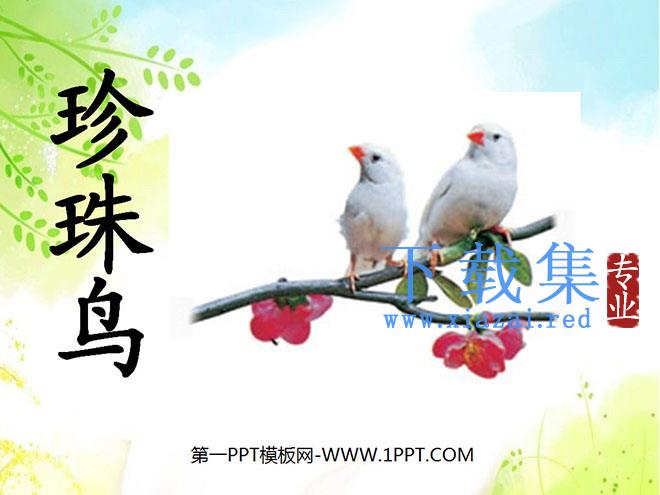 《珍珠鸟》PPT课件9