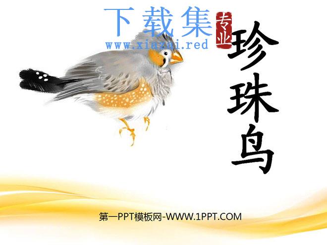 《珍珠鸟》PPT课件10