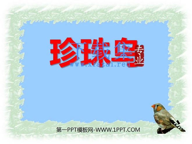《珍珠鸟》PPT课件11