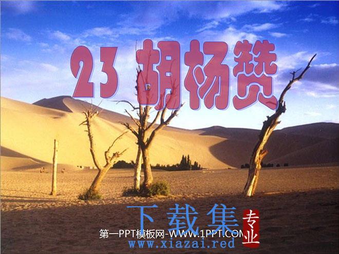 《胡杨赞》PPT课件3