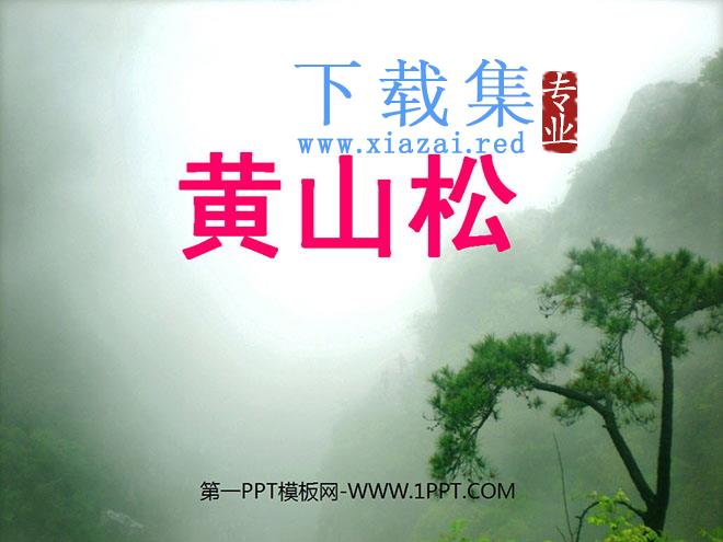 《黄山松》PPT课件2