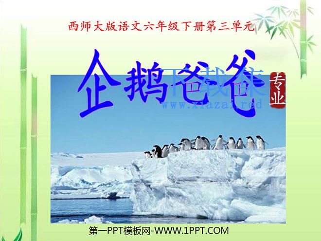 《企鹅爸爸》PPT课件2