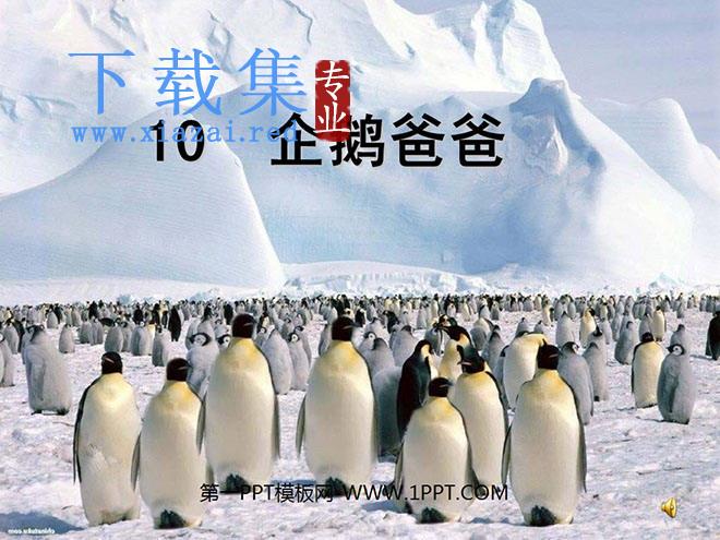 《企鹅爸爸》PPT课件3