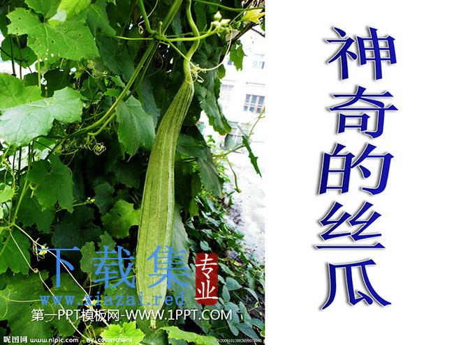 《神奇的丝瓜》PPT课件