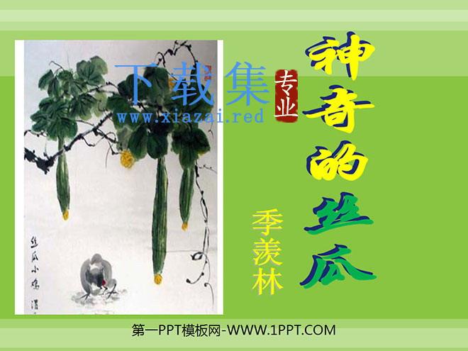 《神奇的丝瓜》PPT课件2