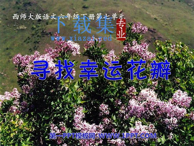 《寻找幸运花瓣》PPT课件