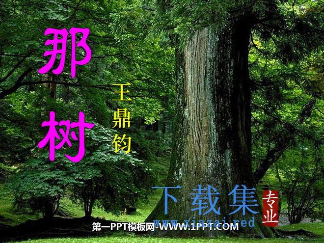 《那树》PPT课件4