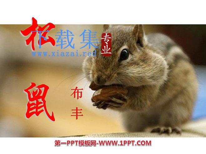 《松鼠》PPT课件3