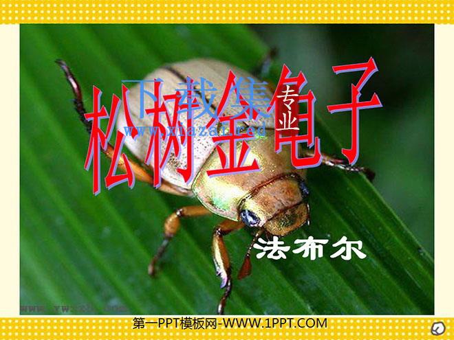 《松树金龟子》PPT课件