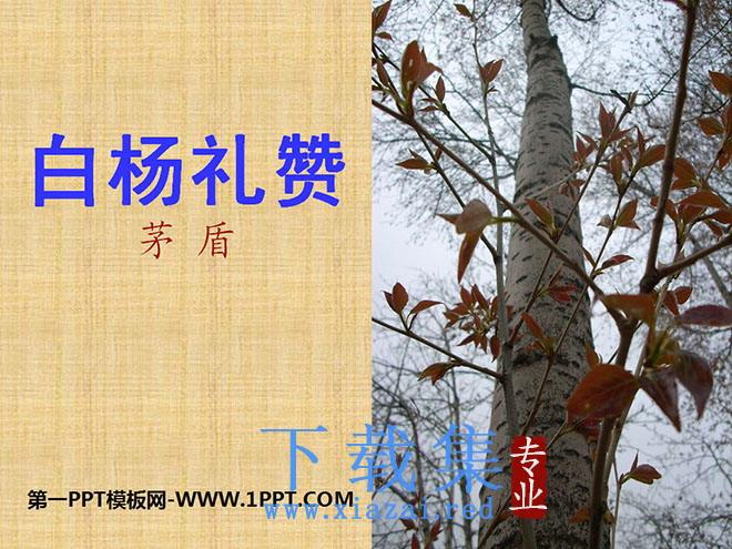 《白杨礼赞》PPT课件6