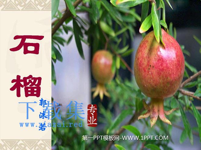 《石榴》PPT课件5