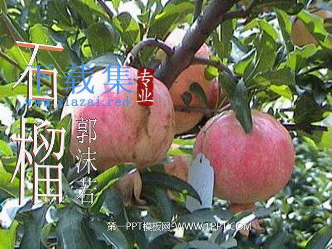 《石榴》PPT课件6